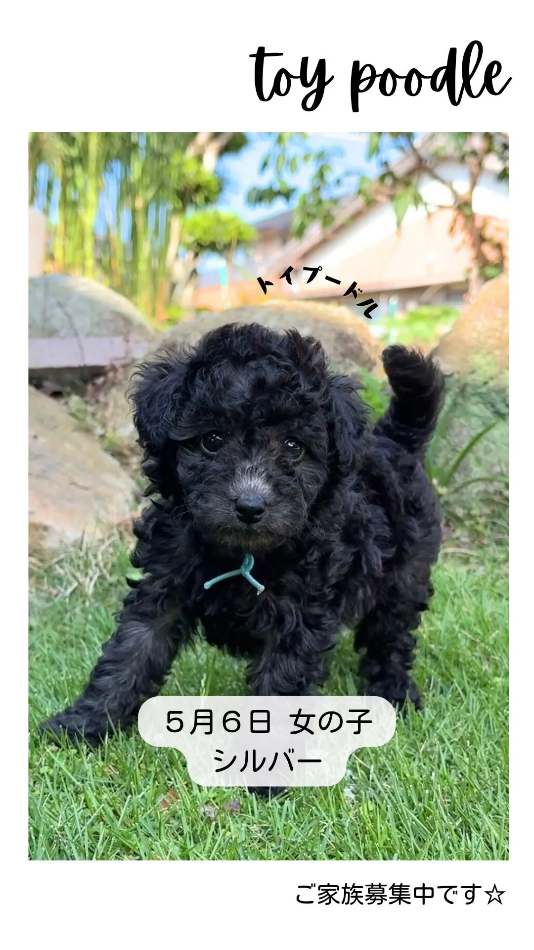 @boogie_doggy9944👈フォローして最新情報をG...