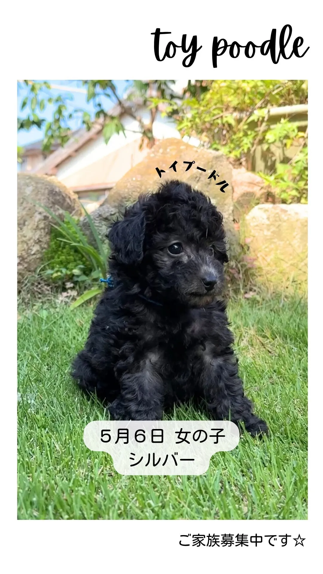 @boogie_doggy9944👈フォローして最新情報をG...