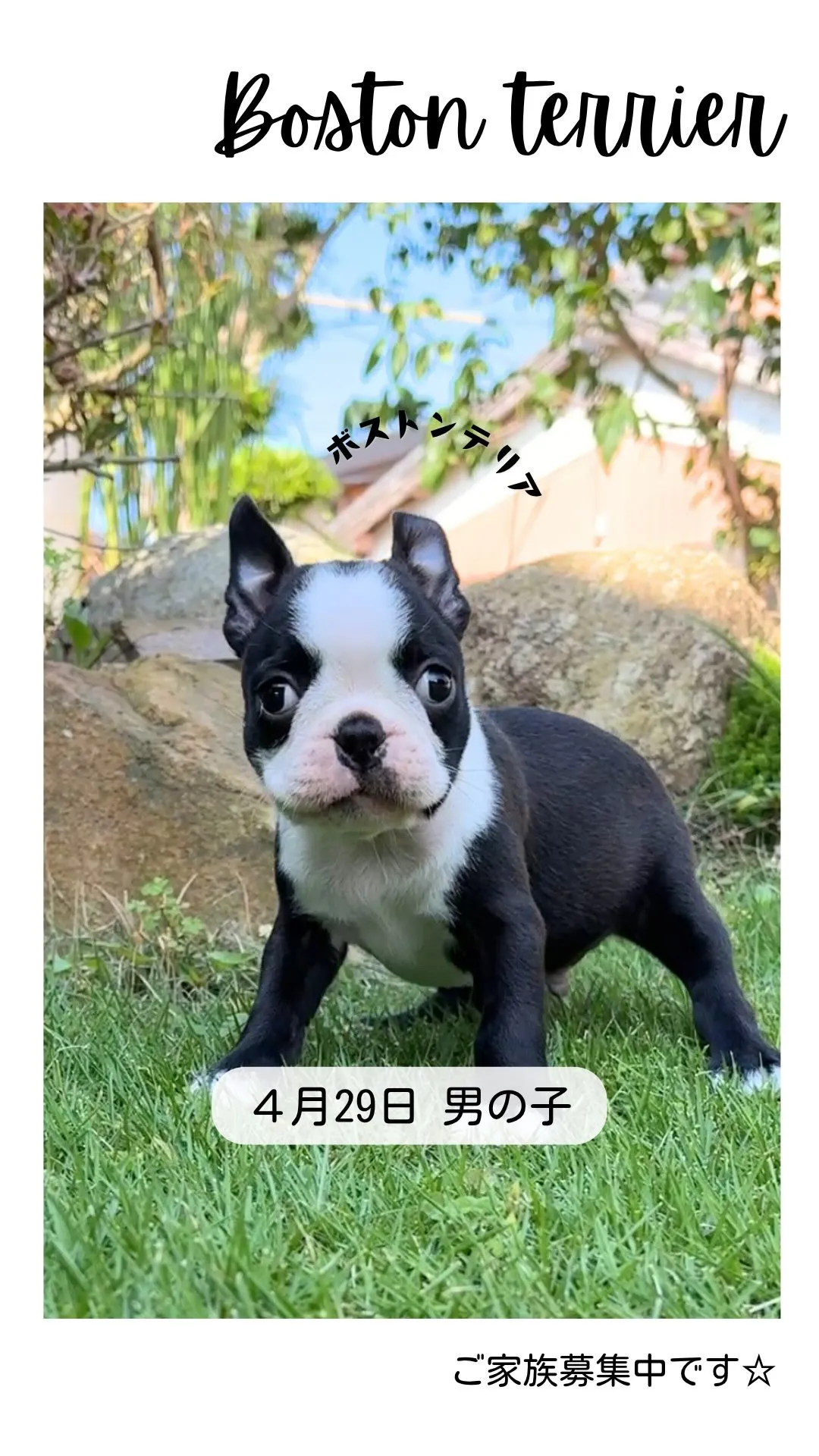 @boogie_doggy9944👈フォローして最新情報をG...