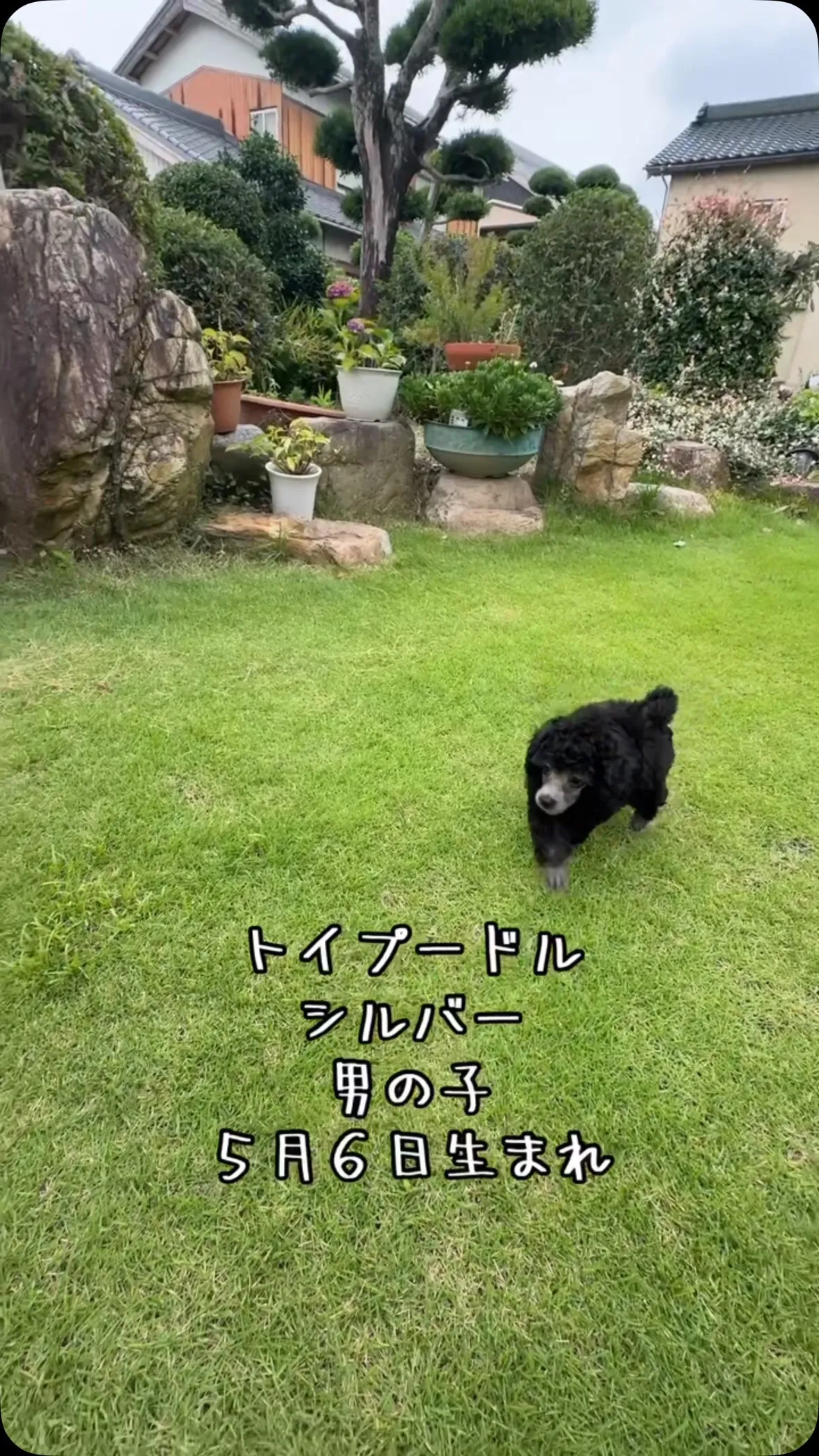 @boogie_doggy9944👈フォローして最新情報をG...