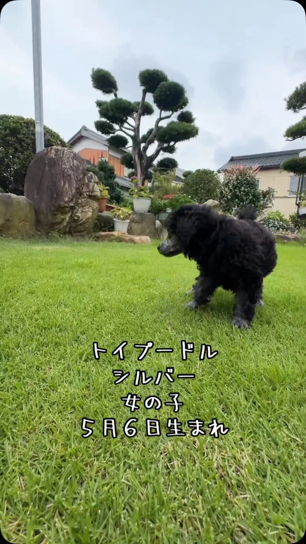 @boogie_doggy9944👈フォローして最新情報をG...