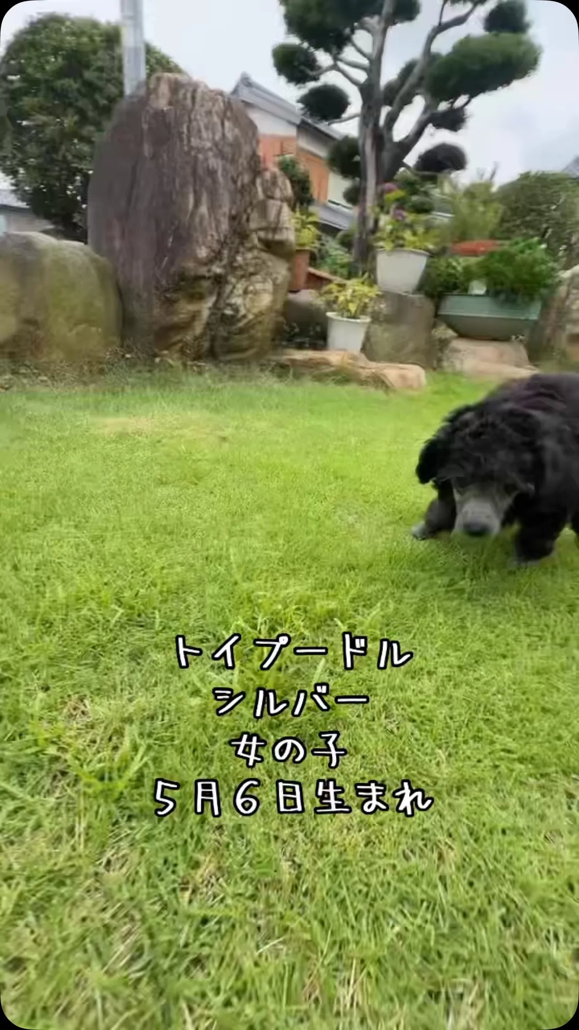 @boogie_doggy9944👈フォローして最新情報をG...