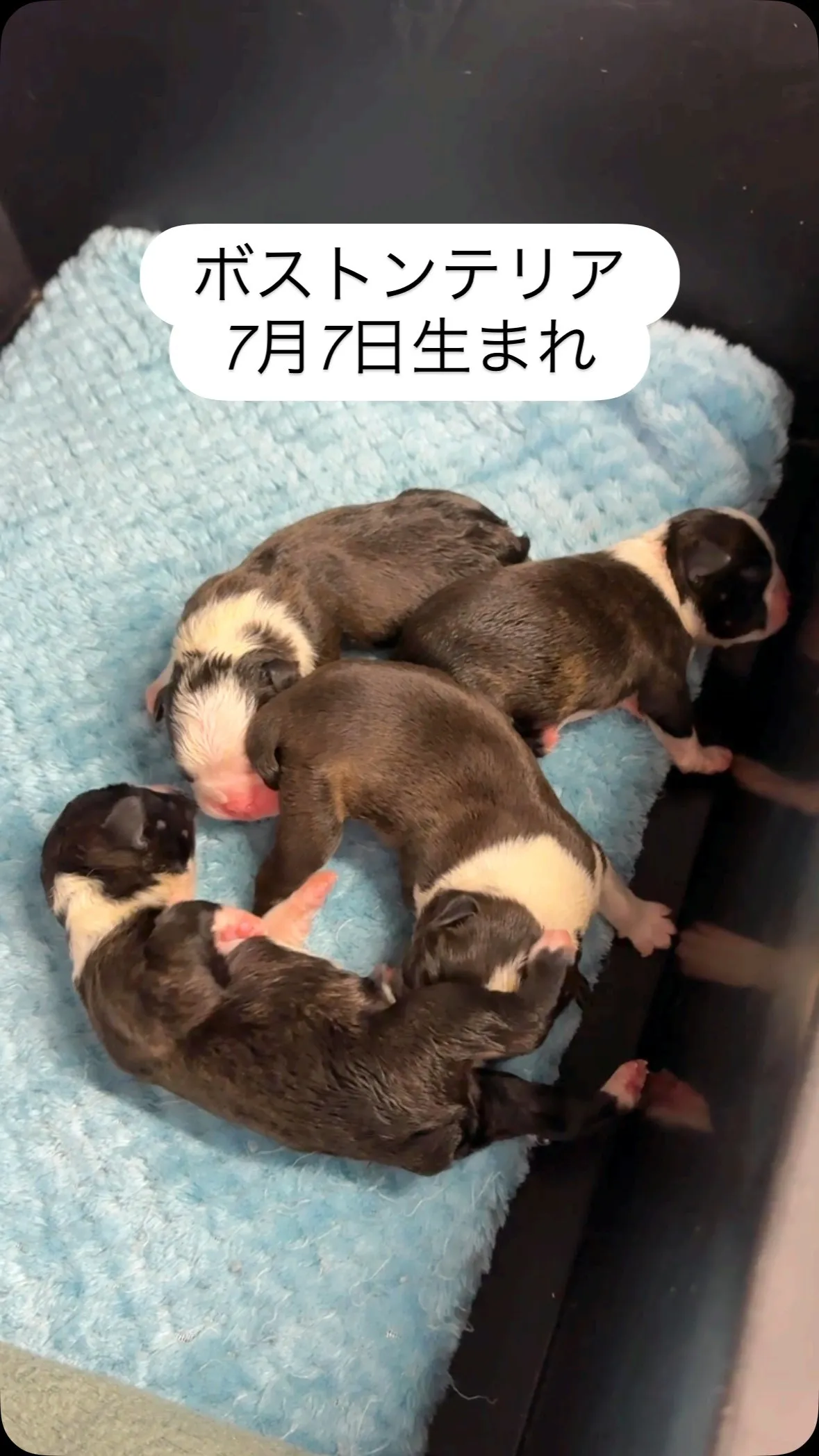 @boogie_doggy9944👈フォローして最新情報をG...