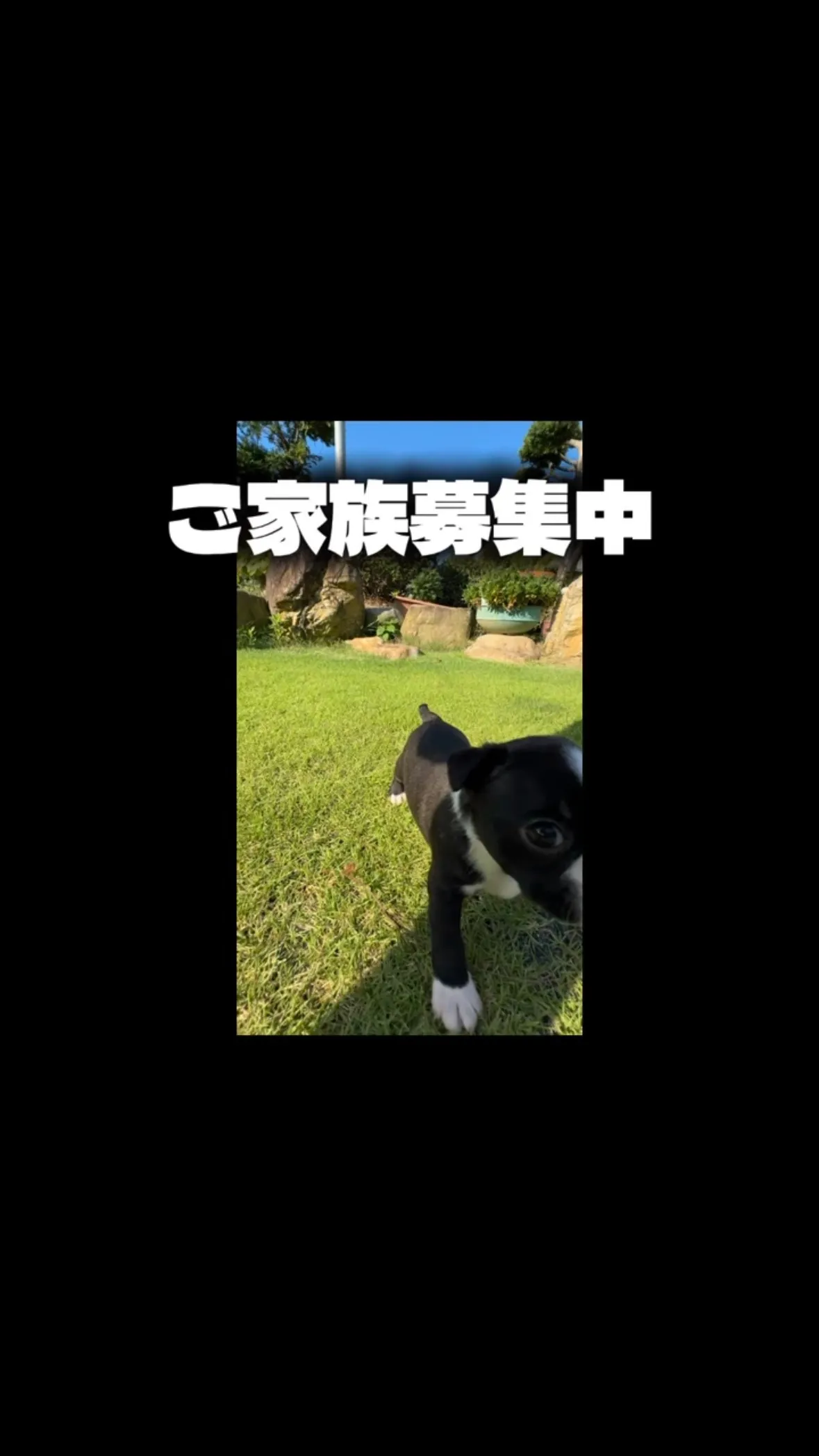 @boogie_doggy9944👈フォローして最新情報をG...