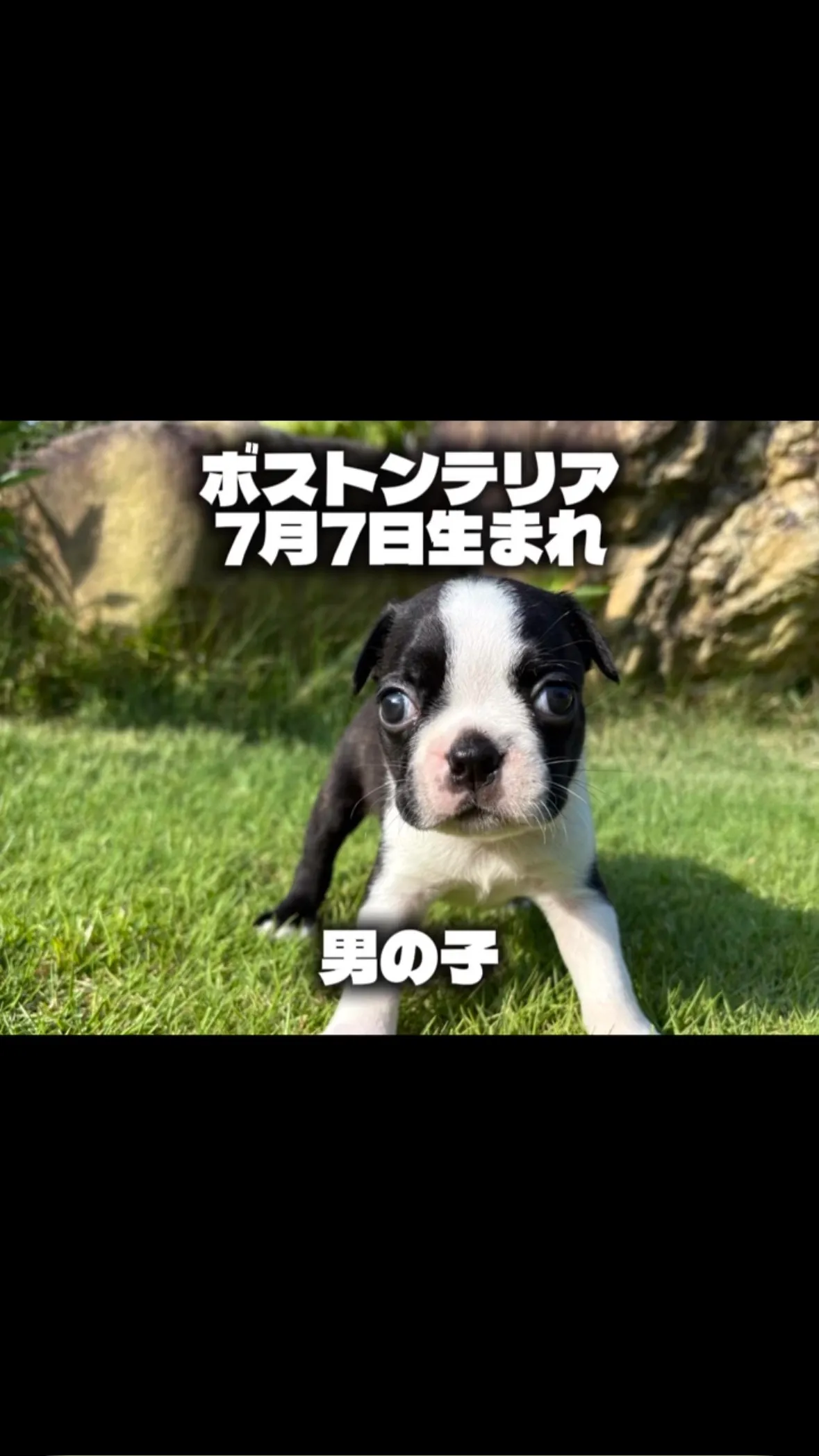 @boogie_doggy9944👈フォローして最新情報をG...