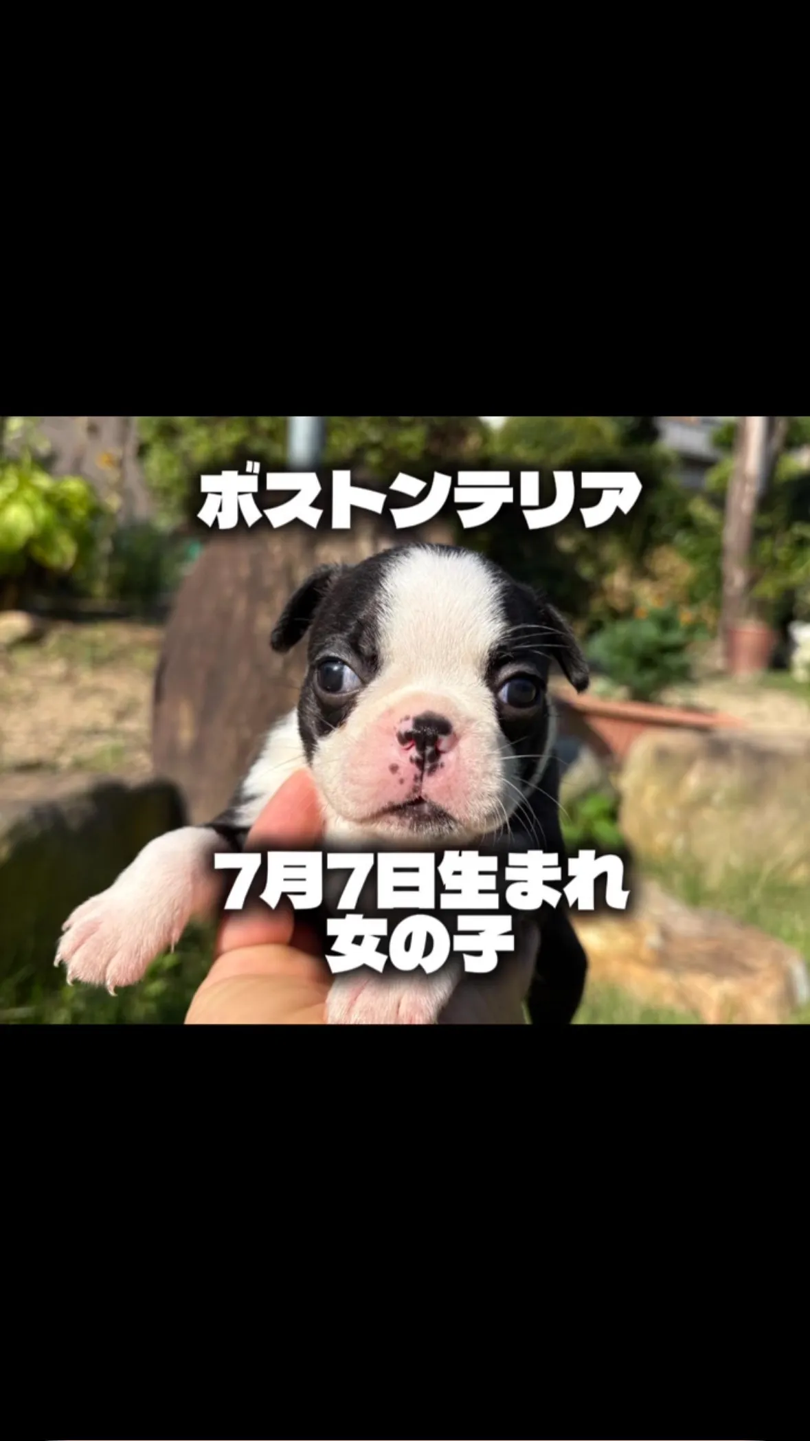 @boogie_doggy9944👈フォローして最新情報をG...