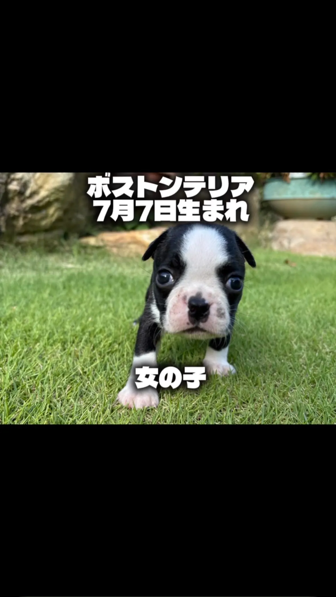 @boogie_doggy9944👈フォローして最新情報をG...