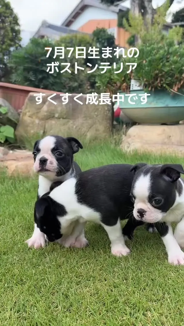 @boogie_doggy9944👈フォローして最新情報をG...