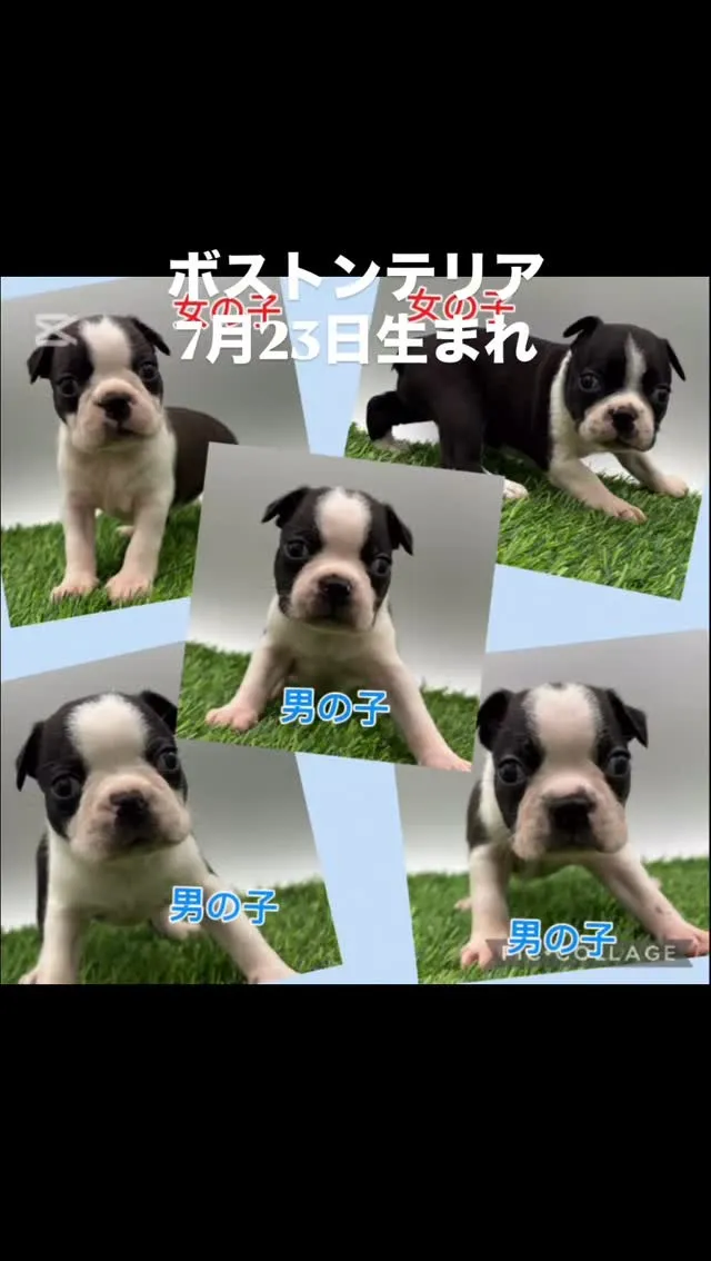 @boogie_doggy9944👈フォローして最新情報をG...