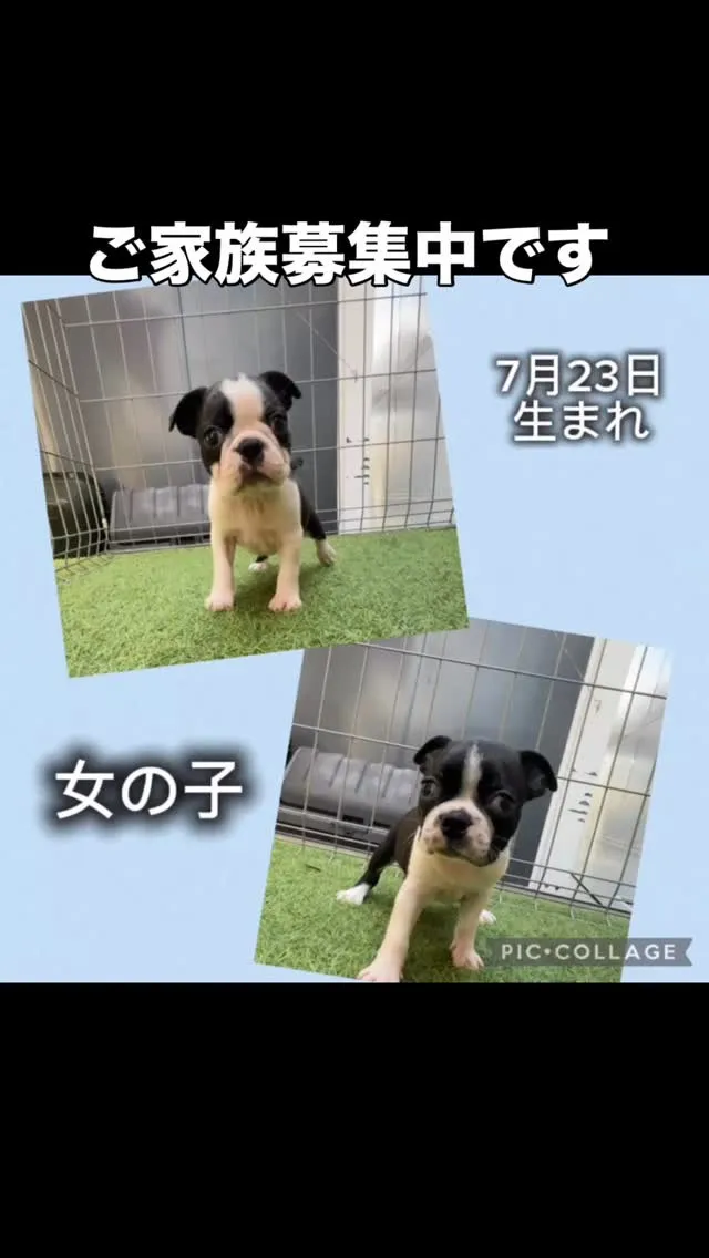 @boogie_doggy9944👈フォローして最新情報をG...