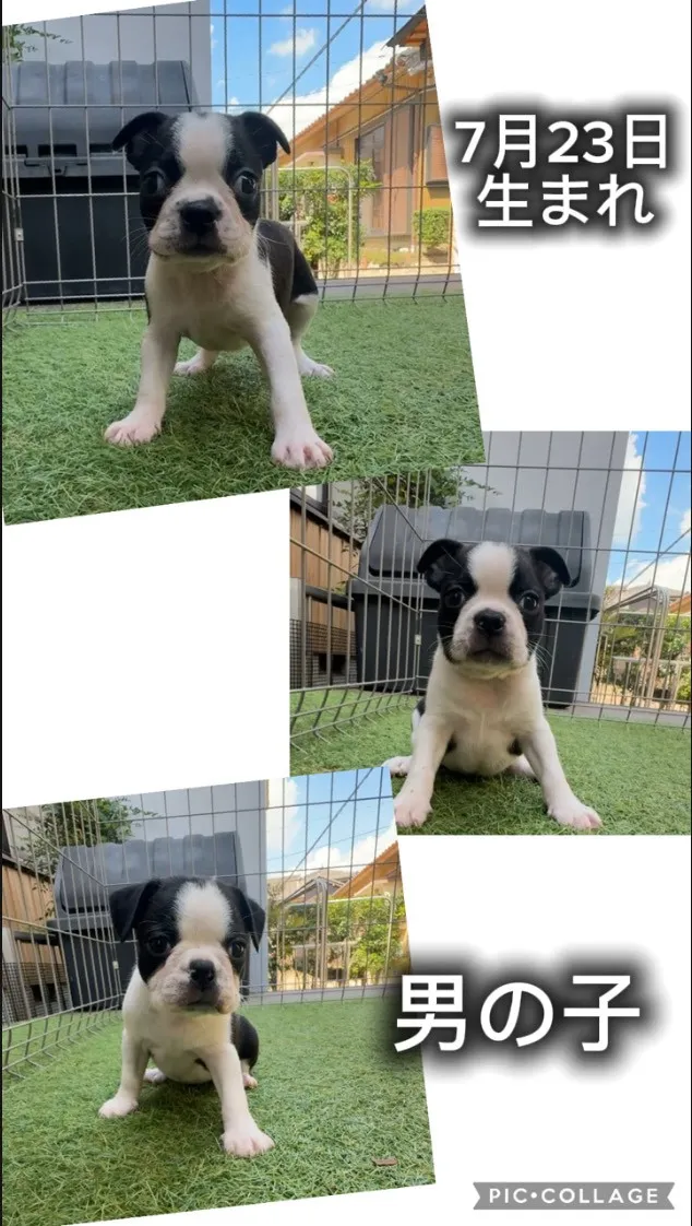 @boogie_doggy9944👈フォローして最新情報をG...