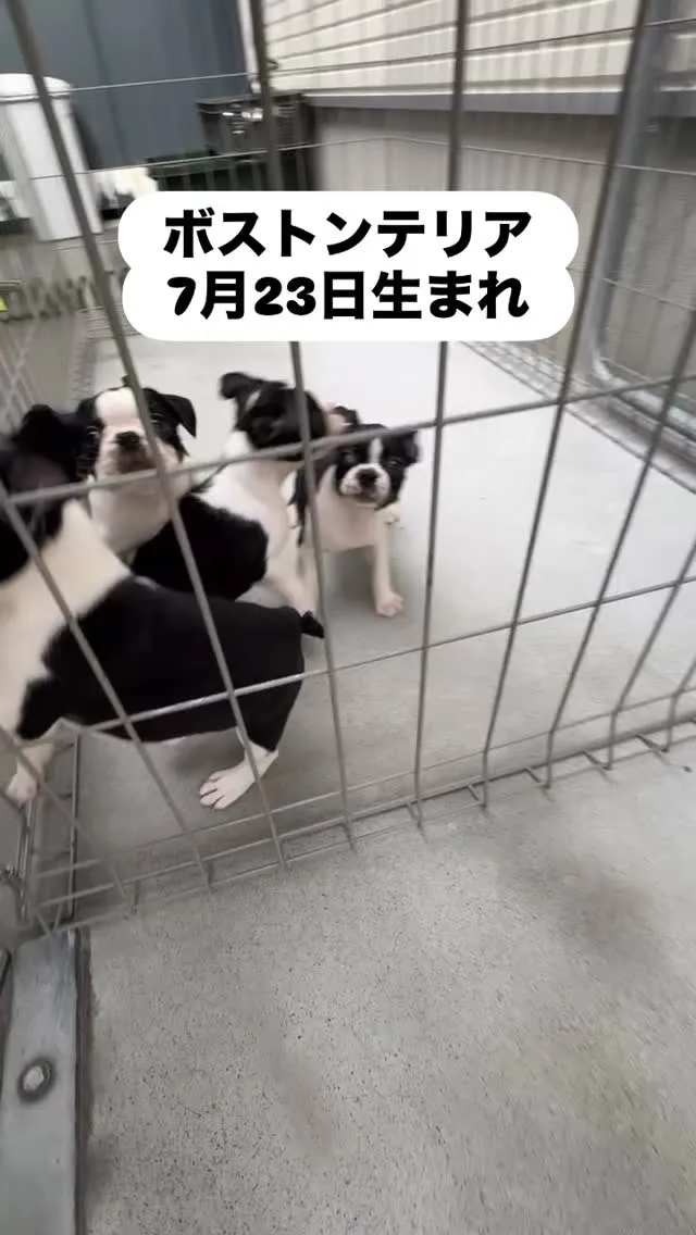 @boogie_doggy9944👈フォローして最新情報をG...