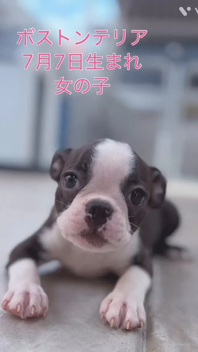 @boogie_doggy9944👈フォローして最新情報をG...