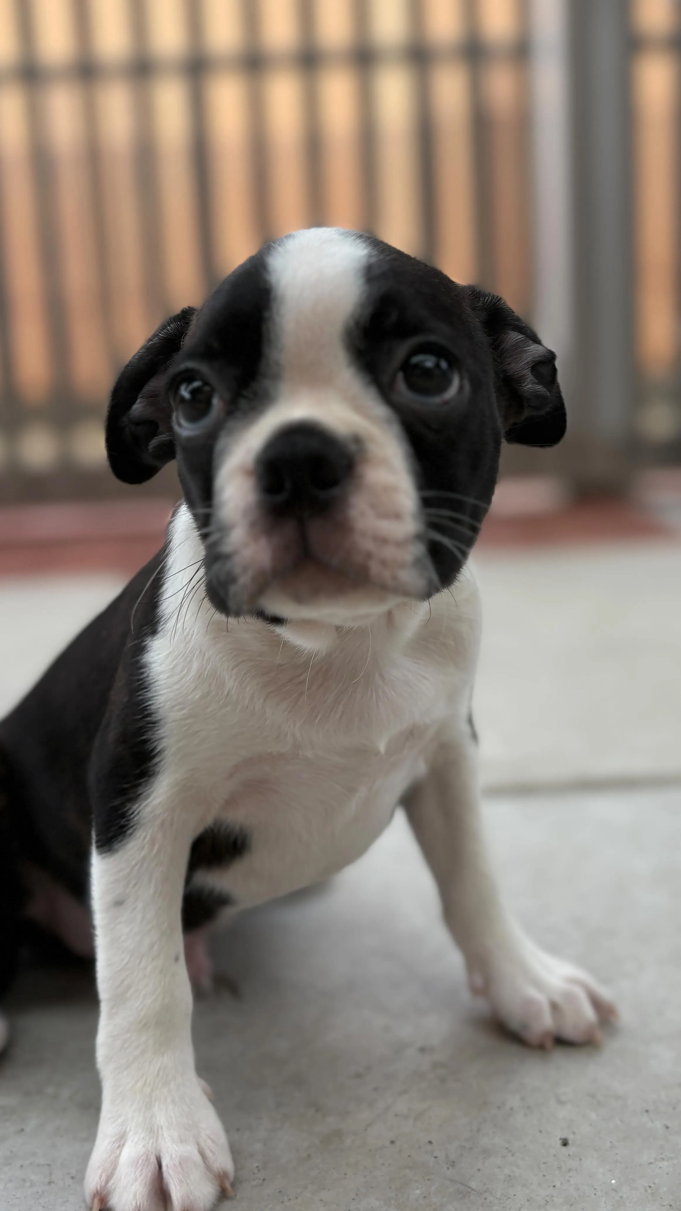 @boogie_doggy9944👈フォローして最新情報をG...