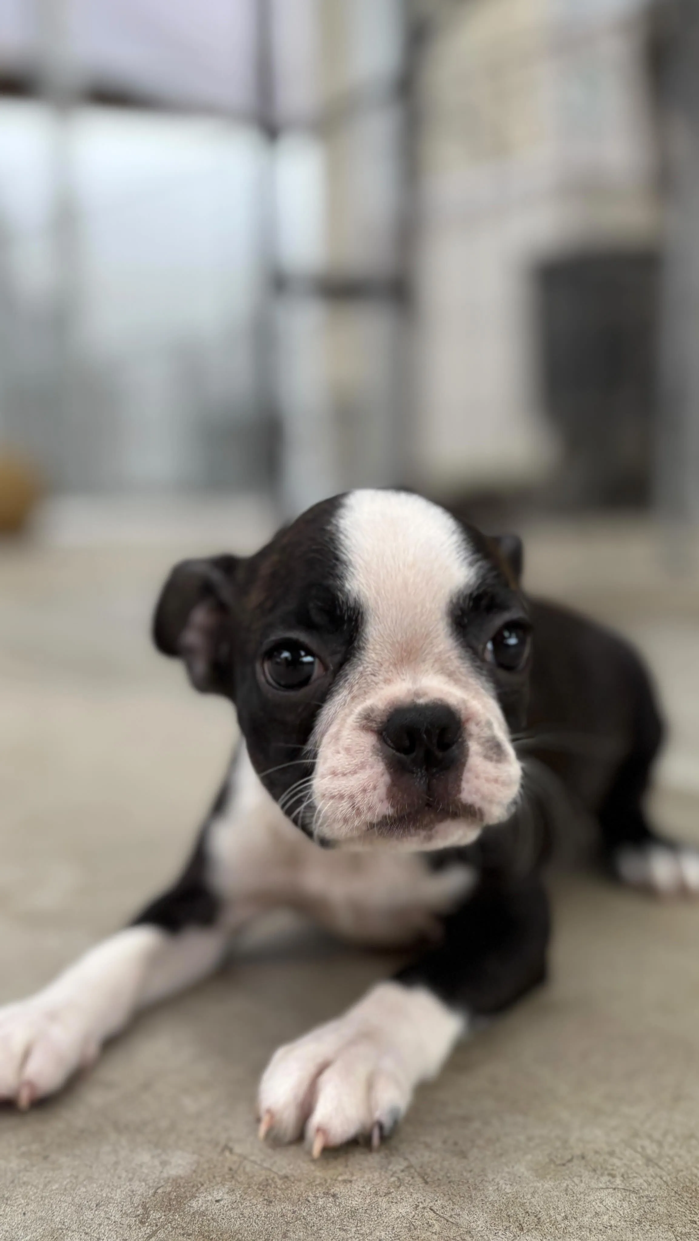 @boogie_doggy9944👈フォローして最新情報をG...