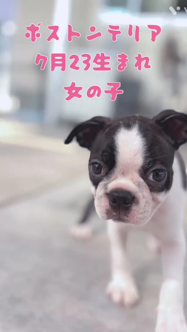 @boogie_doggy9944👈フォローして最新情報をG...