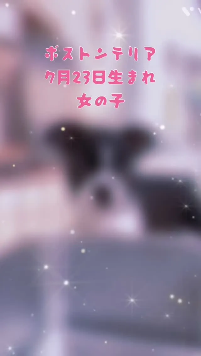 @boogie_doggy9944👈フォローして最新情報をG...