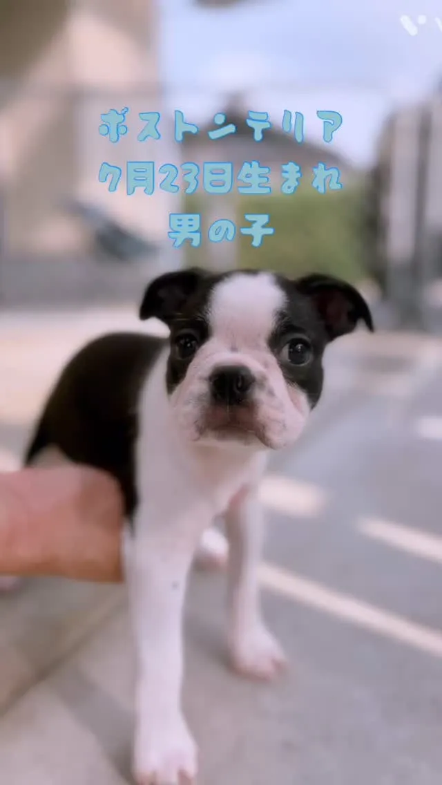 @boogie_doggy9944👈フォローして最新情報をG...