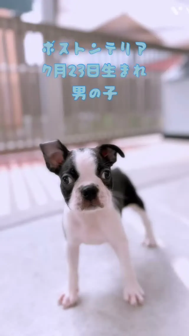 @boogie_doggy9944👈フォローして最新情報をG...