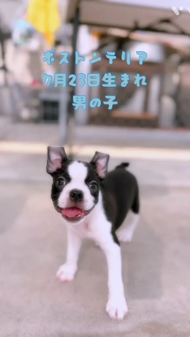 @boogie_doggy9944👈フォローして最新情報をG...