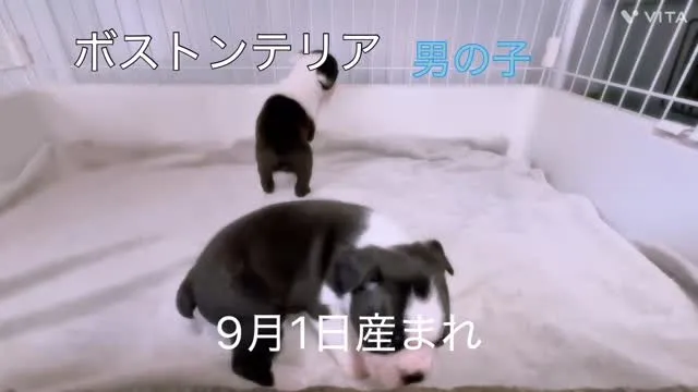 @boogie_doggy9944👈フォローして最新情報をG...