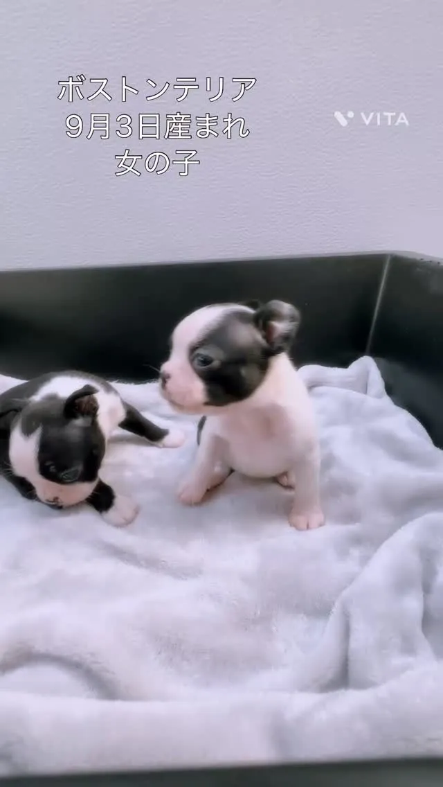 @boogie_doggy9944👈フォローして最新情報をG...