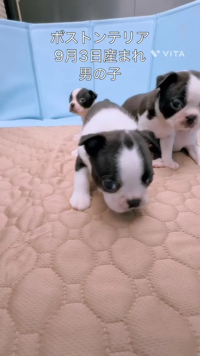 @boogie_doggy9944👈フォローして最新情報をG...