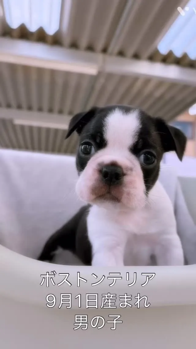 @boogie_doggy9944👈フォローして最新情報をG...