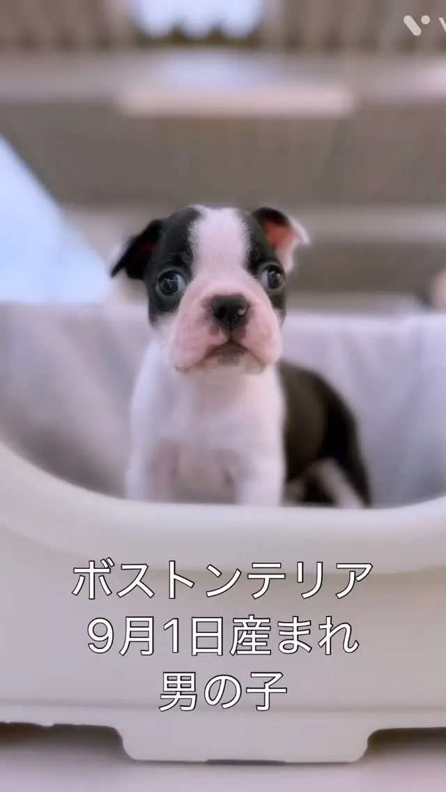 @boogie_doggy9944👈フォローして最新情報をG...