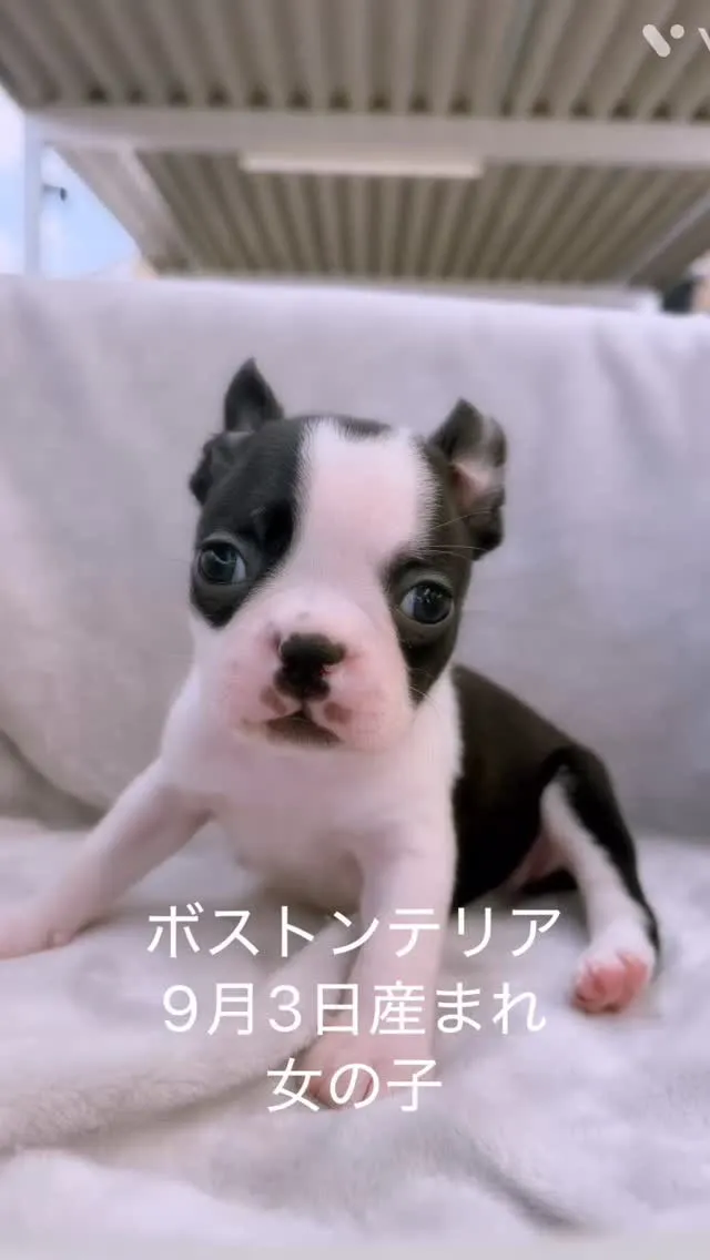 @boogie_doggy9944👈フォローして最新情報をG...