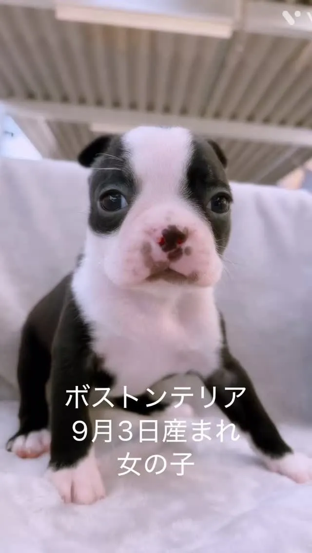 @boogie_doggy9944👈フォローして最新情報をG...