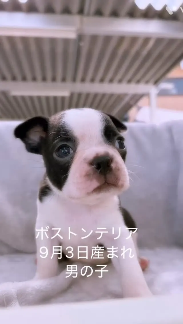 @boogie_doggy9944👈フォローして最新情報をG...