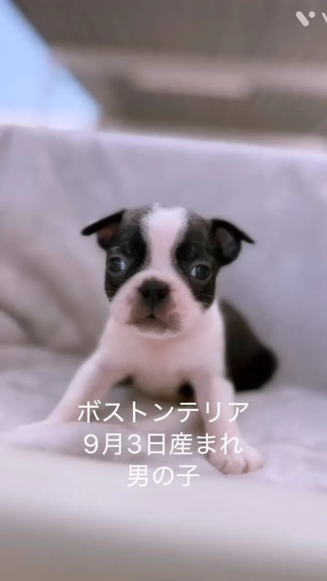 @boogie_doggy9944👈フォローして最新情報をG...