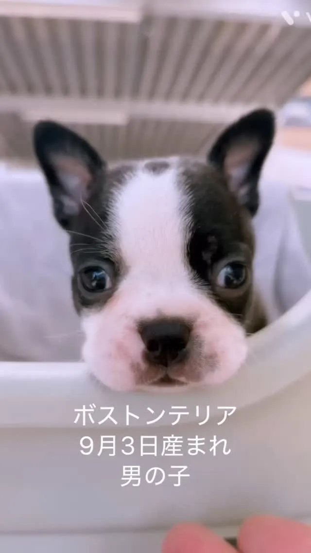 まだまだママっ子な可愛い子です☺️