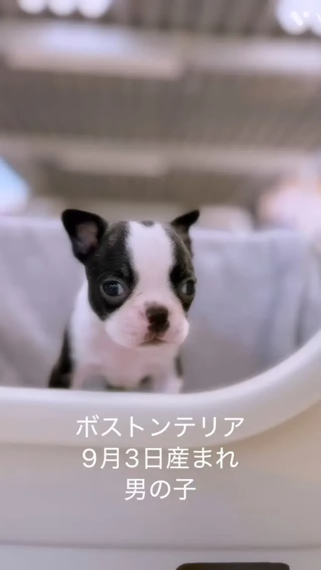 とっても小さくて可愛い男の子です✨