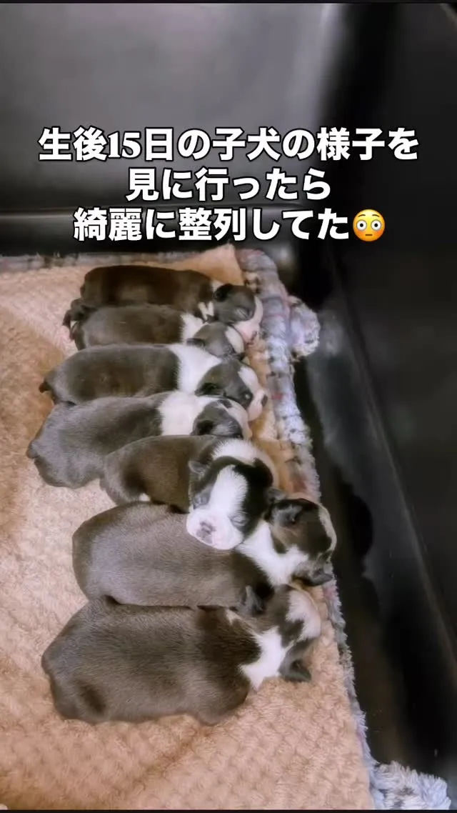 まだ目がしっかり見えてないのに子犬って凄いなぁ〜😆🤣😆