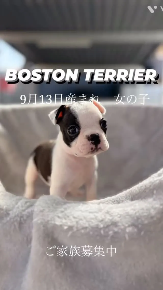 ボストンテリアの女の子🩷牛柄みたいで可愛い😍