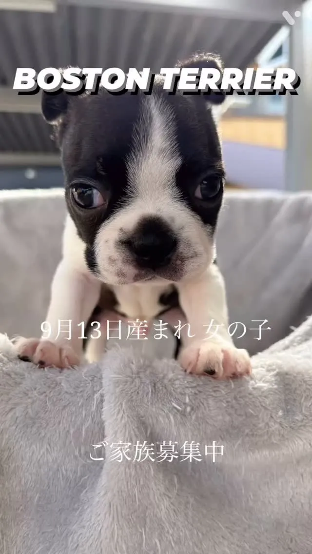 @boogie_doggy9944👈フォローして最新情報をG...