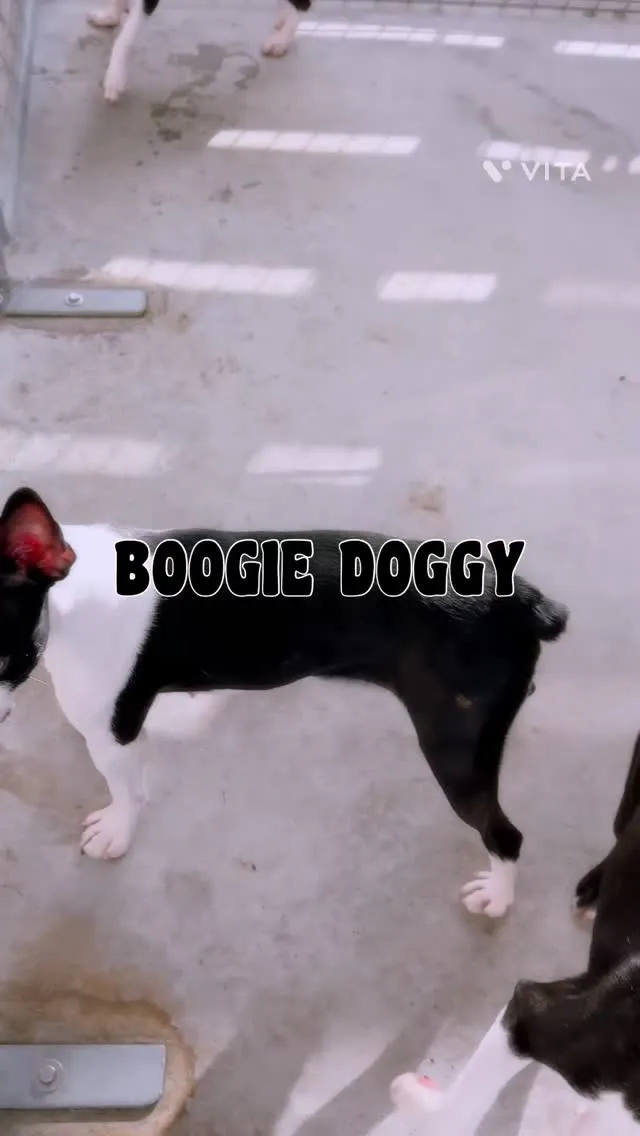 ブギ・ドギーの様子！