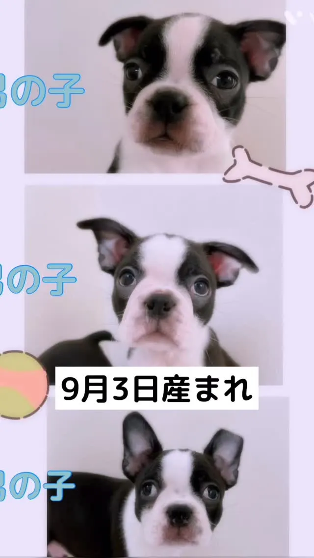 @boogie_doggy9944👈フォローして最新情報をG...