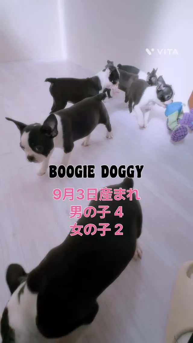 とっても可愛いパピーちゃんたち🩷