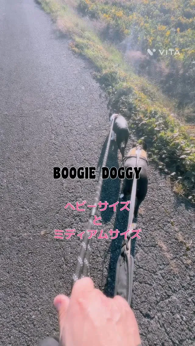 @boogie_doggy9944👈フォローして最新情報をG...