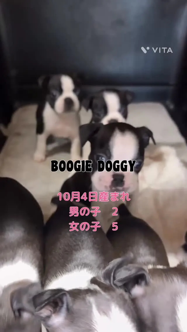 とっても可愛い🩷7匹兄弟