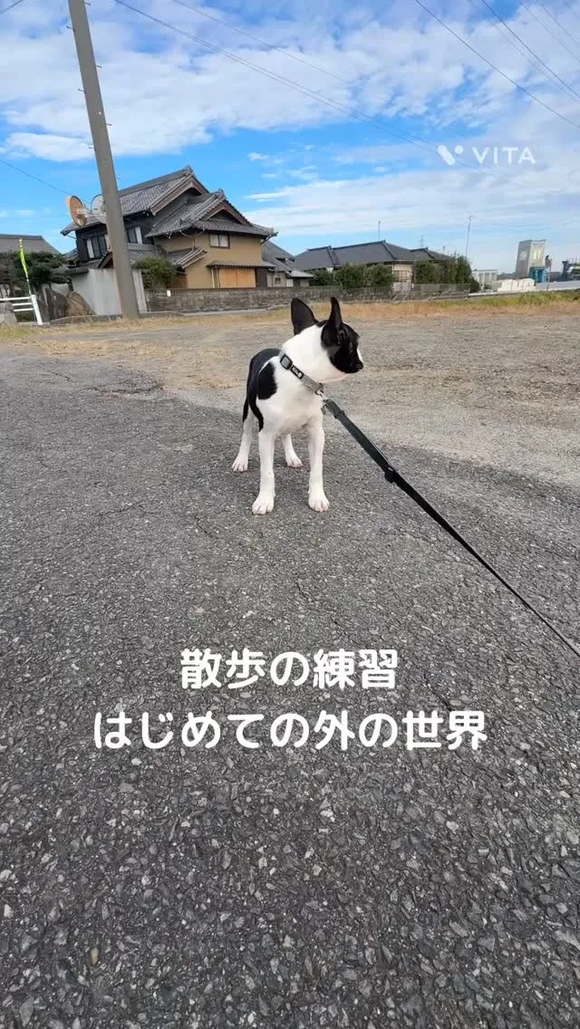 お迎えまでまだまだ日にちがあるので散歩の練習開始しました^_...