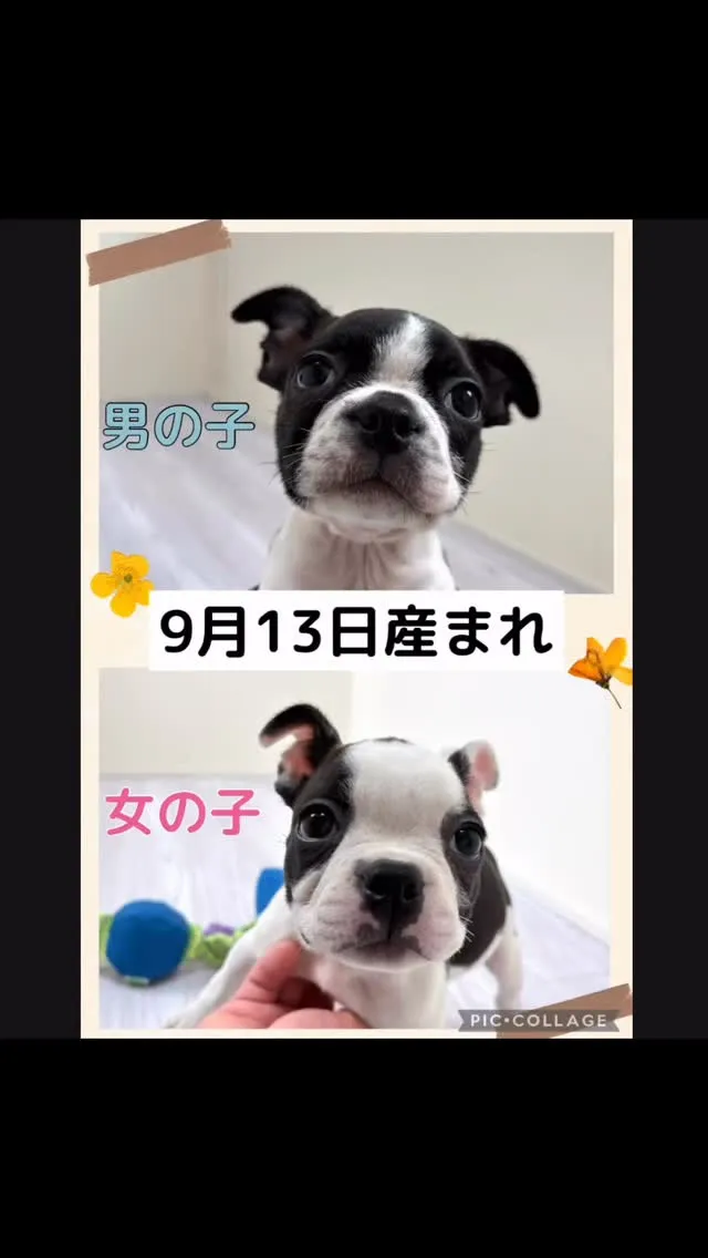 とっても可愛いボストンテリアのパピーちゃん^_^