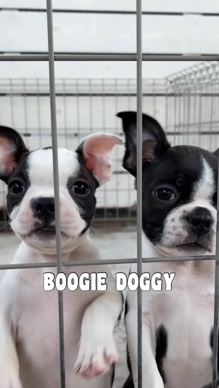 とっても可愛い🩷ボストンテリアの兄弟！