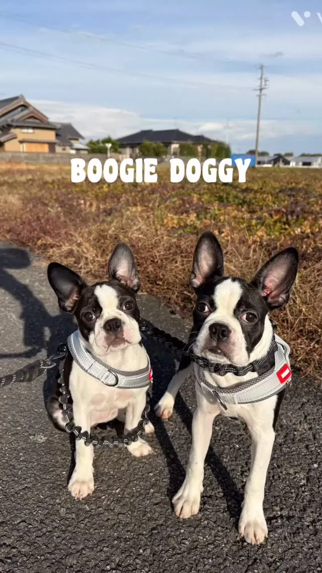 今日は兄弟で散歩に行ってきました🐕