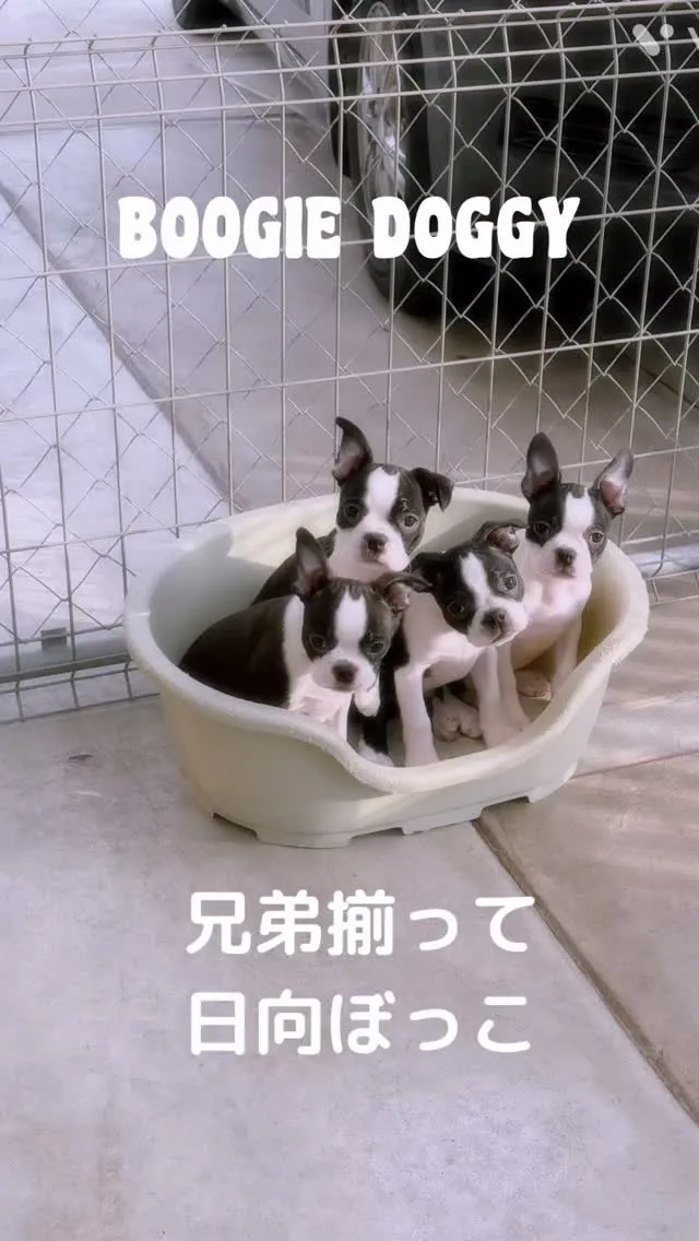 寒いからみんなでくっついて温まってる☺️