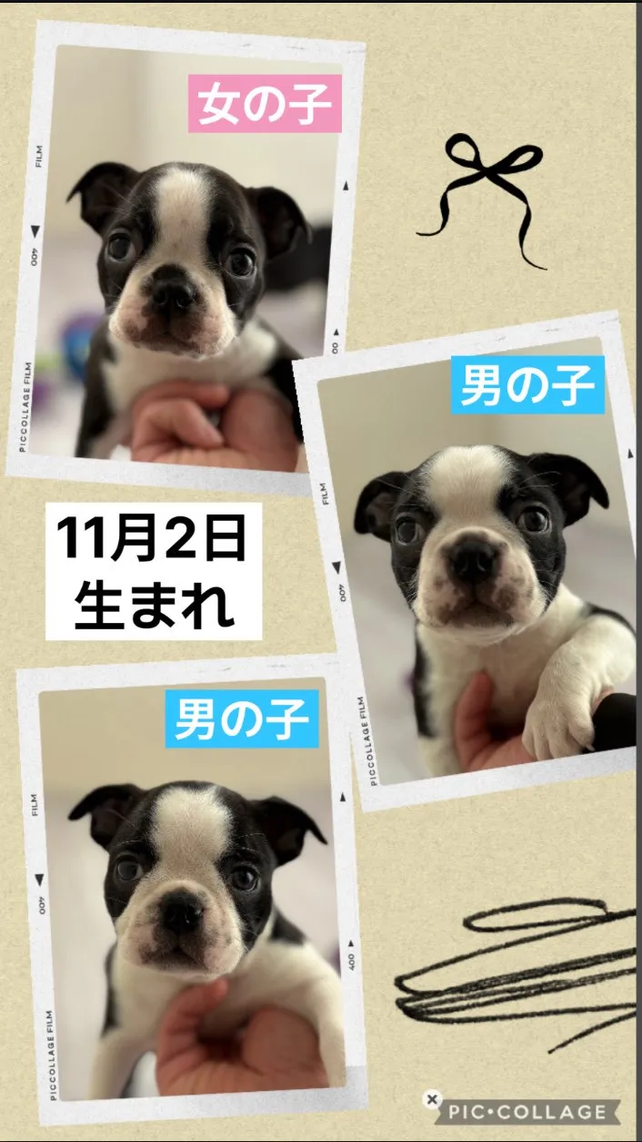 可愛いボストンテリアの三兄弟！