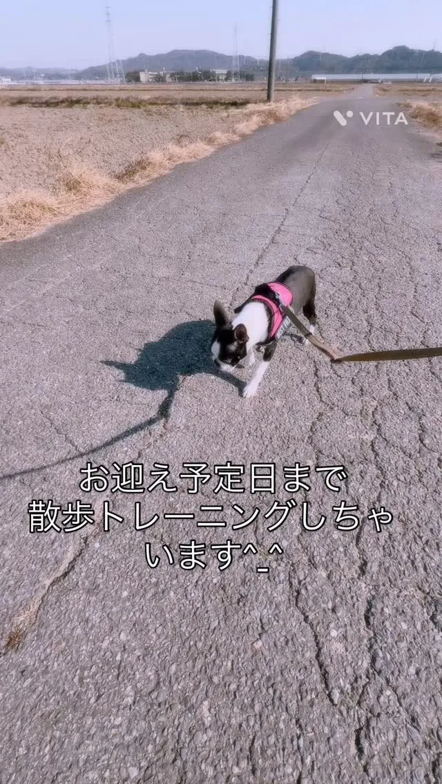 ご家族のお迎え日まで日にちがあるので散歩トレーニングしちゃい...